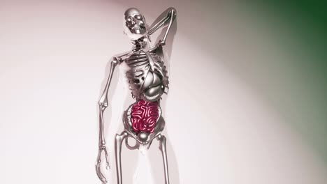 Modelo-De-Intestino-Humano-Con-Todos-Los-órganos-Y-Huesos